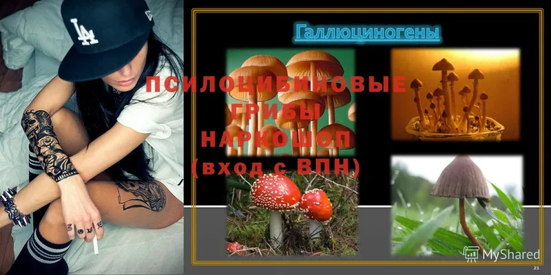 Галлюциногенные грибы Psilocybine cubensis  Нюрба 